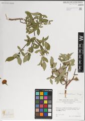 Foto von Salix karelinii Turcz. ex Stschegl.